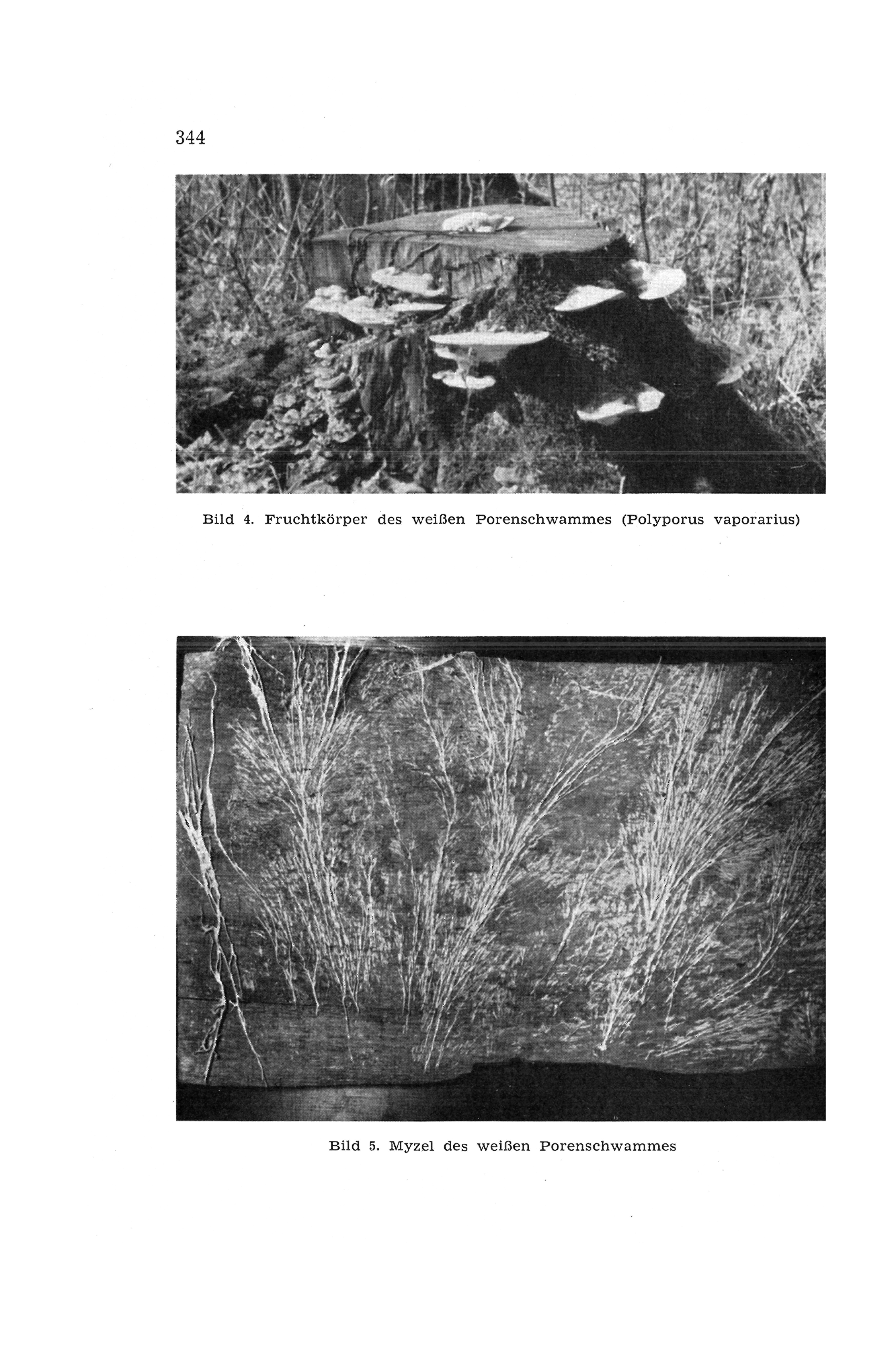 Bild 4. Fruchtkörper des weißen Porenschwammes (Polyporus vaporarius) // Bild 5. Myzel des weißen Porenschwammes