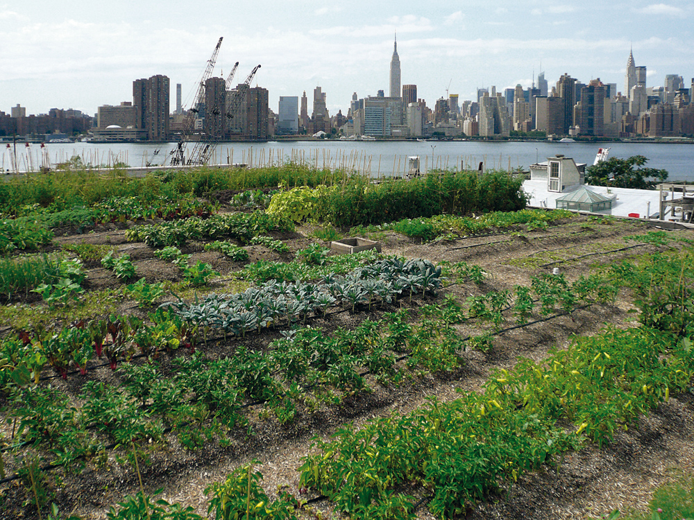 Gemüsefeld auf ehemaligem Fabrikdach: Eagle Street in Brooklyn, New York, vor und nach der Begrünung; Landschaftsarchitekten: Goode Green