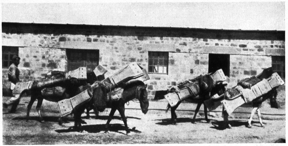 Transport von Stahllamellen mit Lasttieren in Kleinasien, um 1926