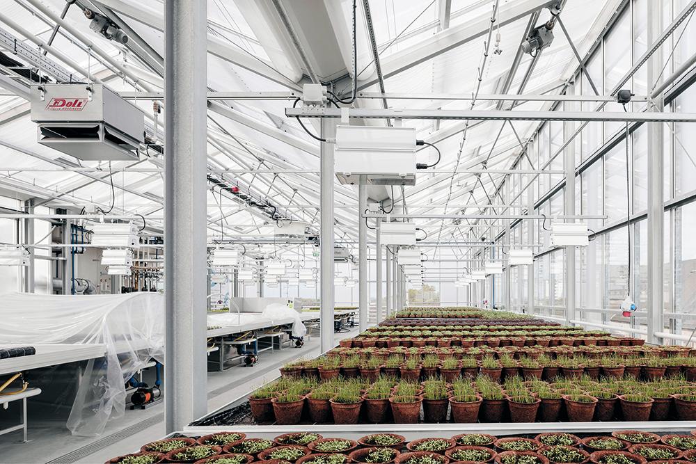 Die HydroponikKulturen im 1000 m2 großen Gewächshaus werden mit der warmen Abluft der Büroräume temperiert.