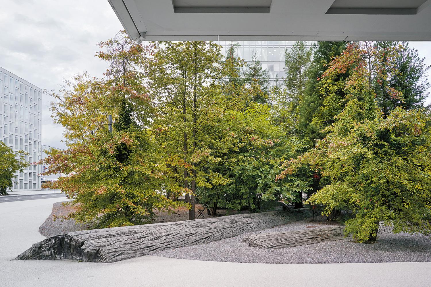 Beim Evolution Square für den Campus in Rotkreuz erinnern Modelle umgestürzter Mammutbäumen aus Spritzbeton an konservierte Pflanzen- und Saatgutreste, die bei den Gründungsarbeiten gefunden wurden.