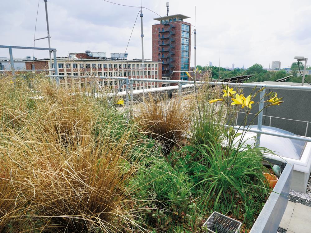 Ecosystem with significant cooling potential: wetland roof at the Helmholtz Centre for Environmental Research (UFZ), Leipzig