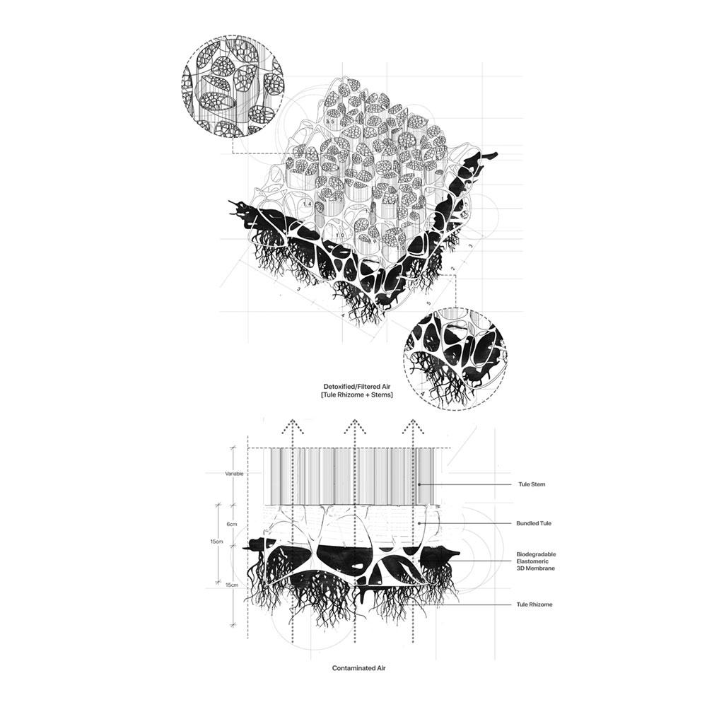 A novel air filter was developed using bundled tule grass, a biodegradable elastomeric membrane, and a tule rhizome.