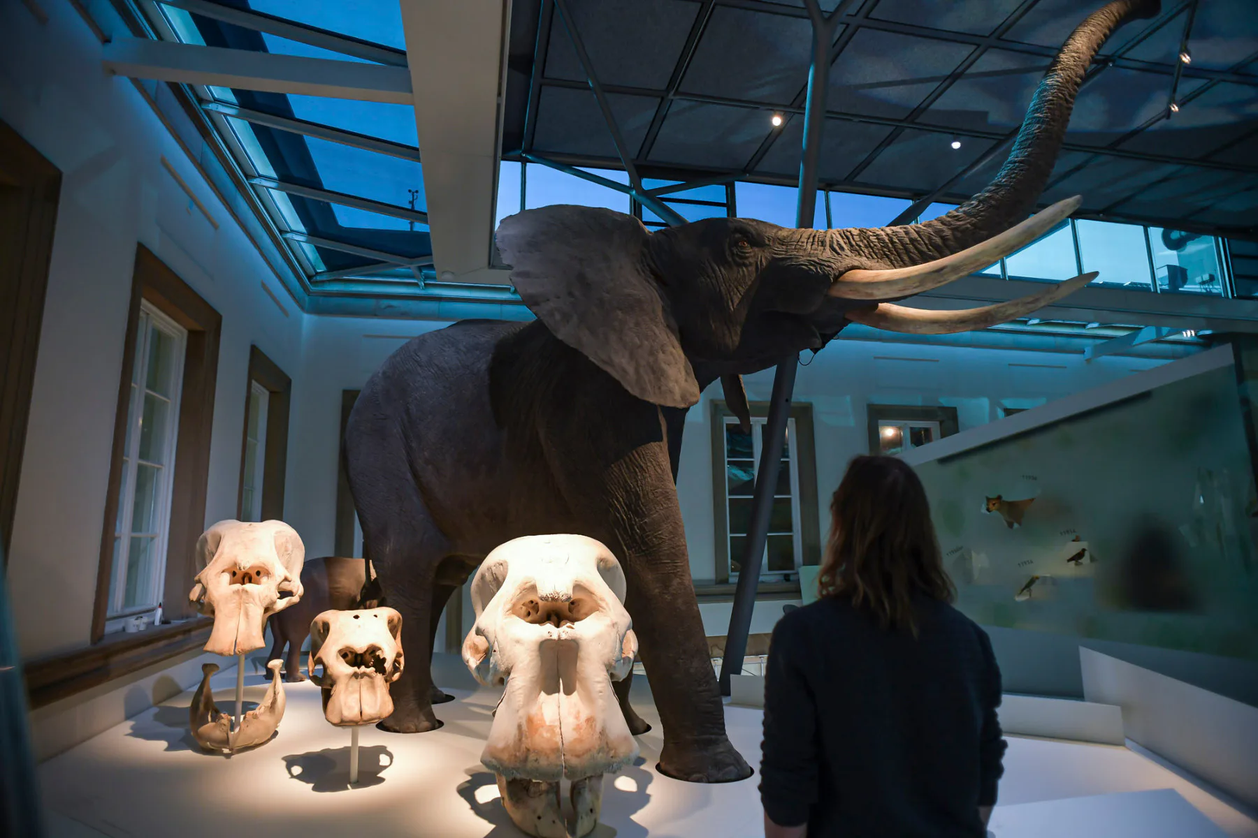 Afrikanischer Elefant