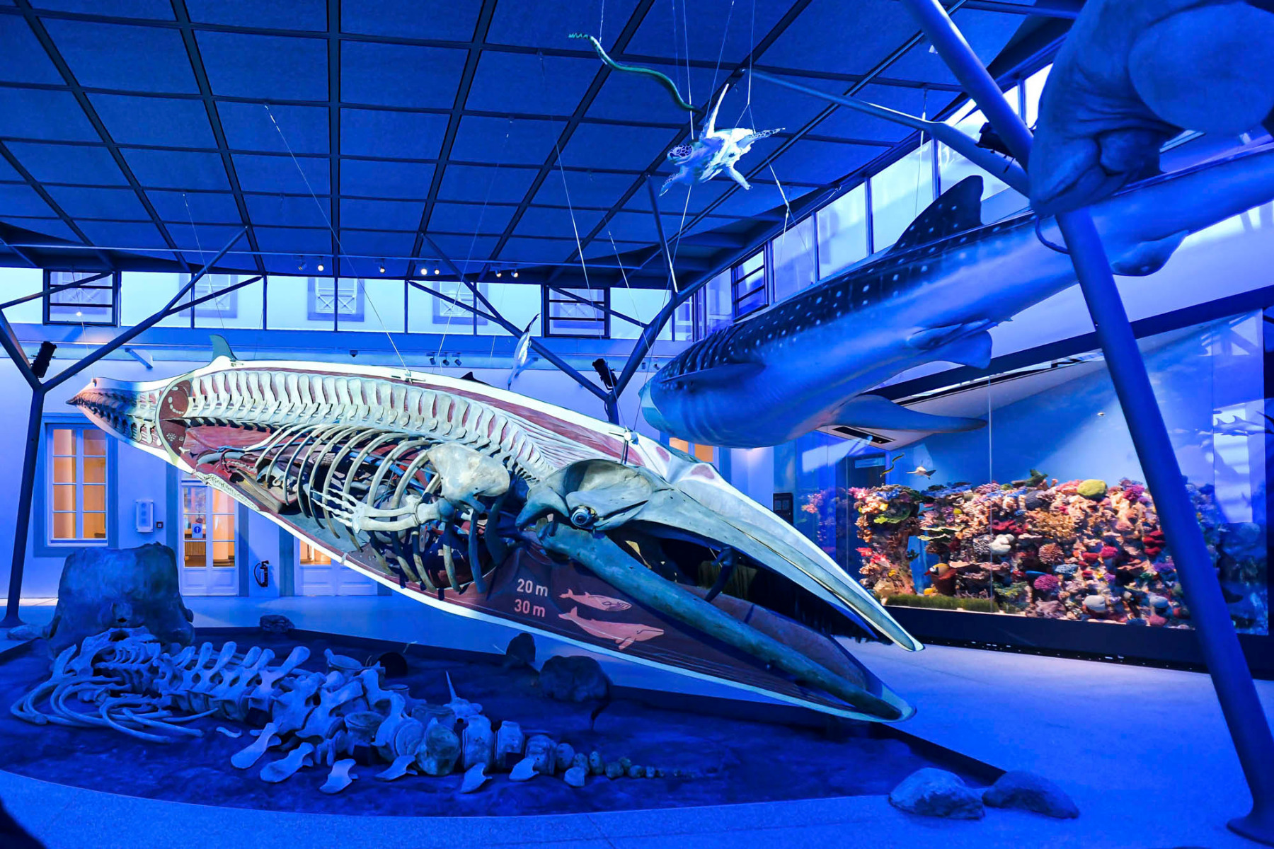 Naturkundemuseum Stuttgart - Umgestaltung von RAA