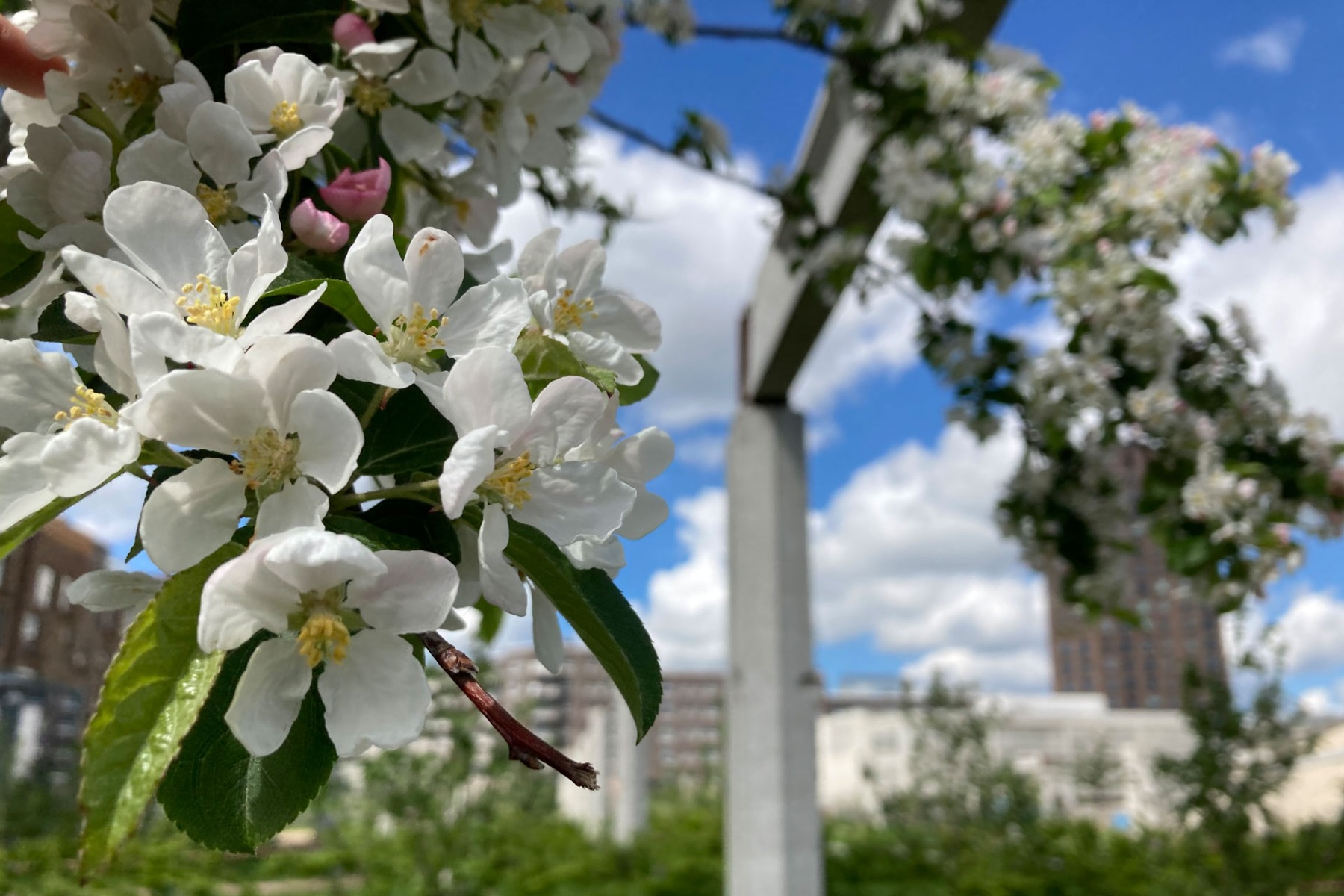 Im Frühling eine Blütenpracht und im Herbst ist Apfelernte für alle.