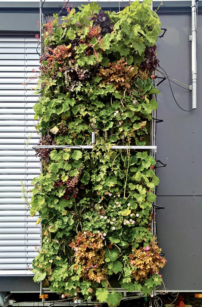 An vier Begrünungssystemen untersuchten die Projektbeteiligten, wie stark sie die Temperatur der angesaugten Zuluft kühlen.