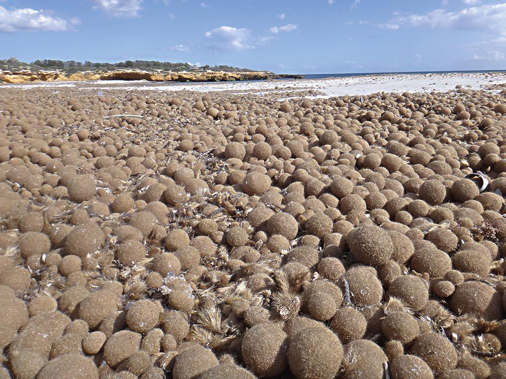 Seegras wächst im Meer und wird oft in Form kleiner Bälle an die Küsten geschwemmt. Zerkleinert und gereinigt sind diese als Dämmung nutzbar.