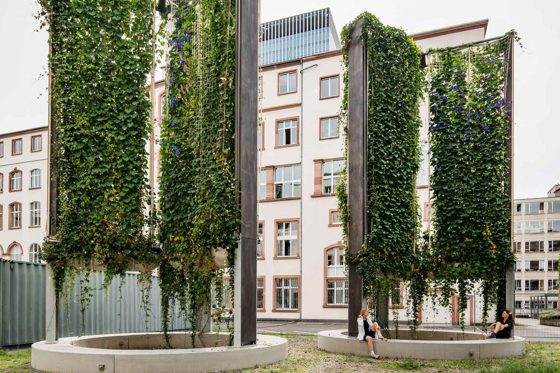 Schnellwachsendes Grün für die Stadt