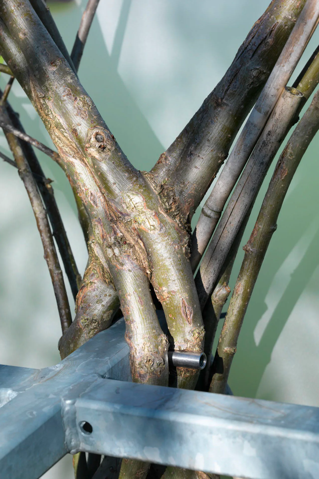 OLA – Office for Living Architecture, Baubotanischer Turm, 2009, Detail 2011