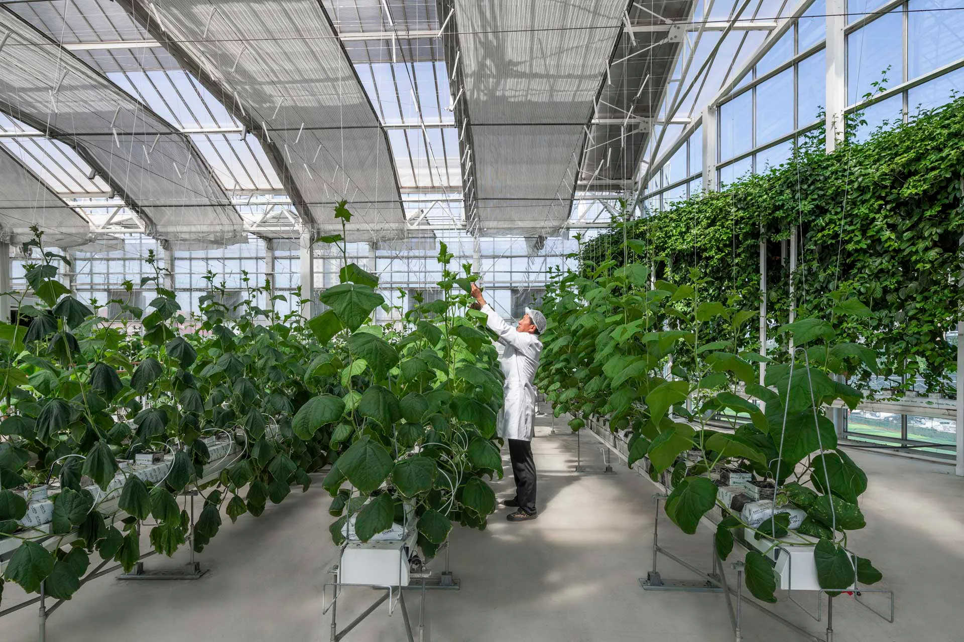 Im Dachgeschoss wachsen Tomaten und Gurken unter Tageslicht.