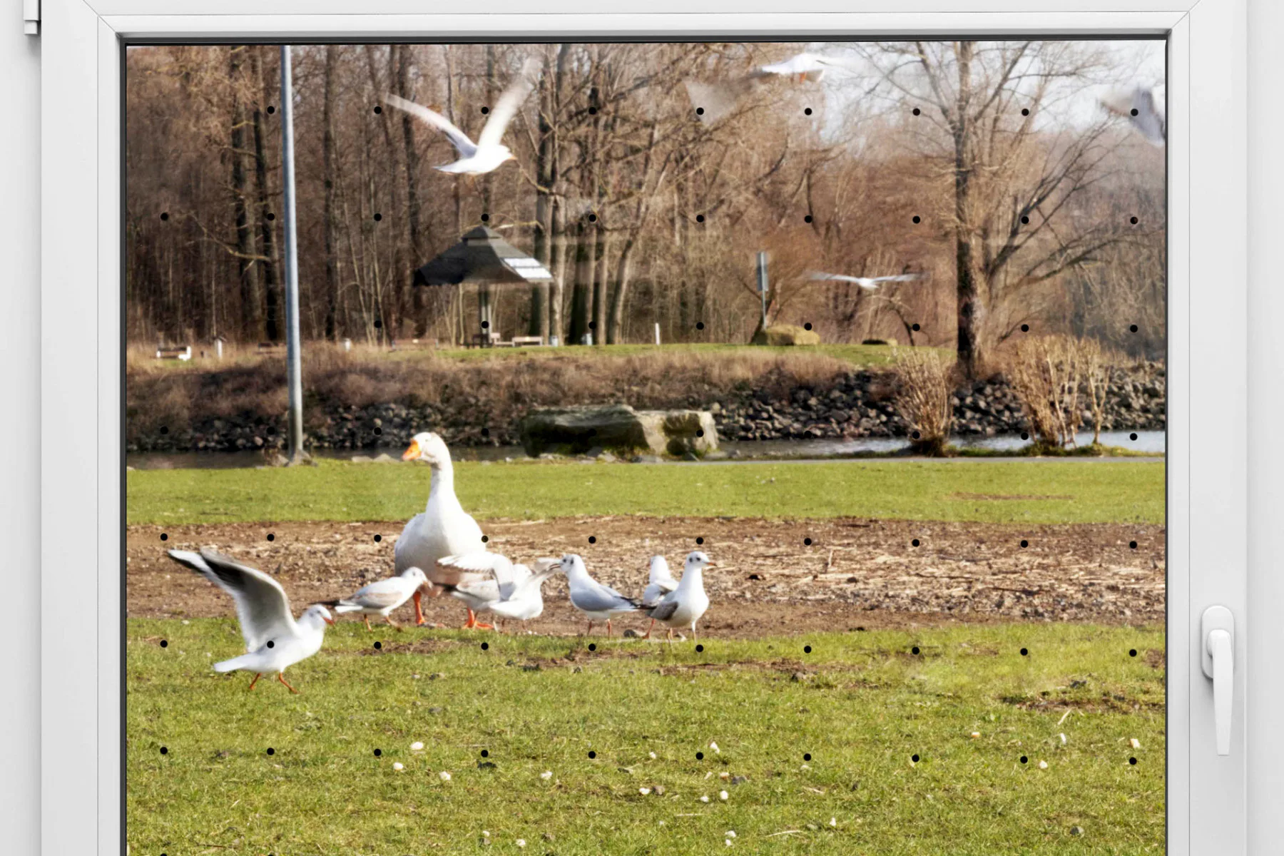 Fenster mit BirdSecure Pro 90/6