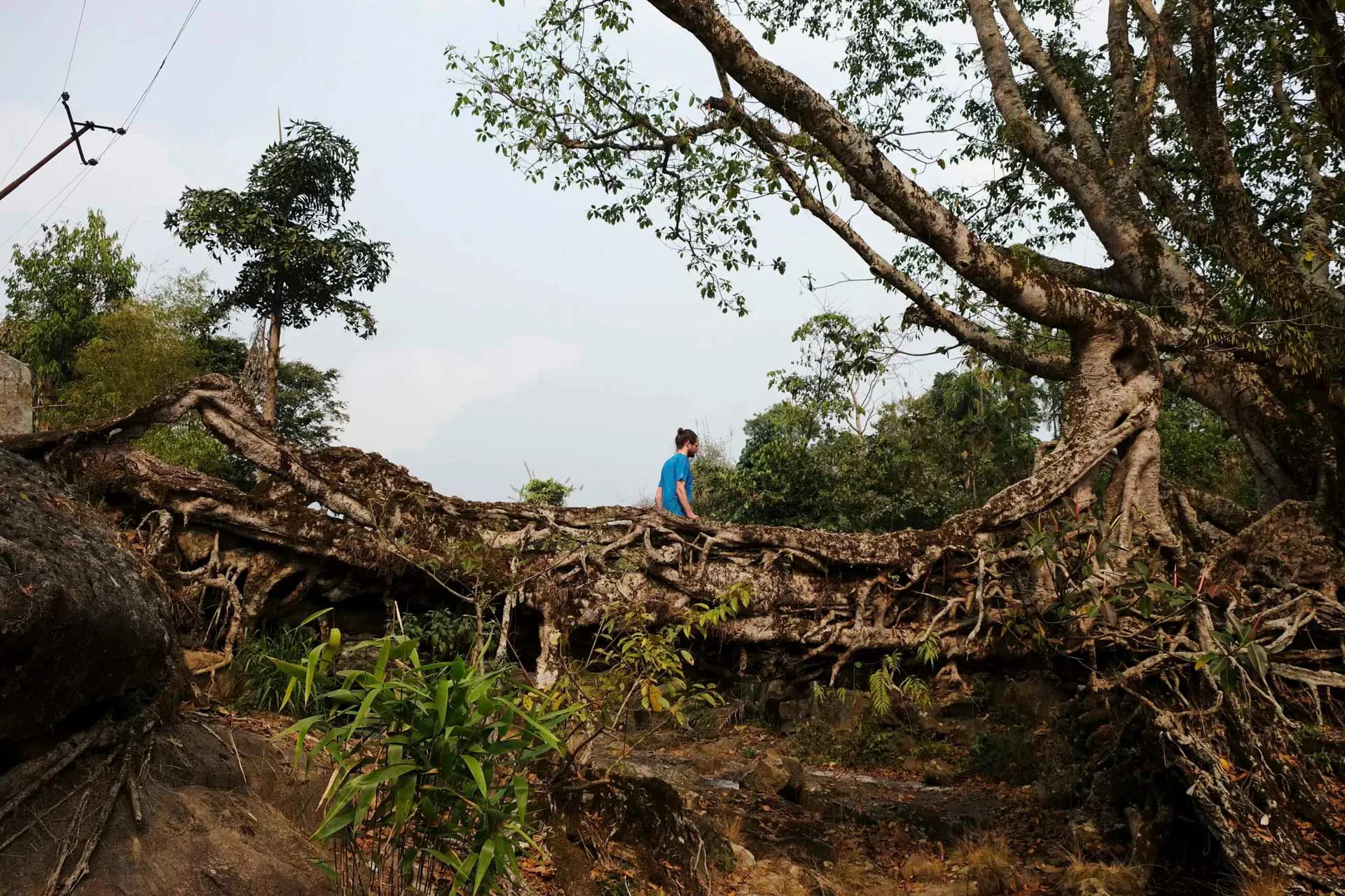 In Ostindien lassen indigene Einwohner lebende Brücken entstehen, indem sie sich die Wachstumsprozesse von Bäumen zunutze machen.