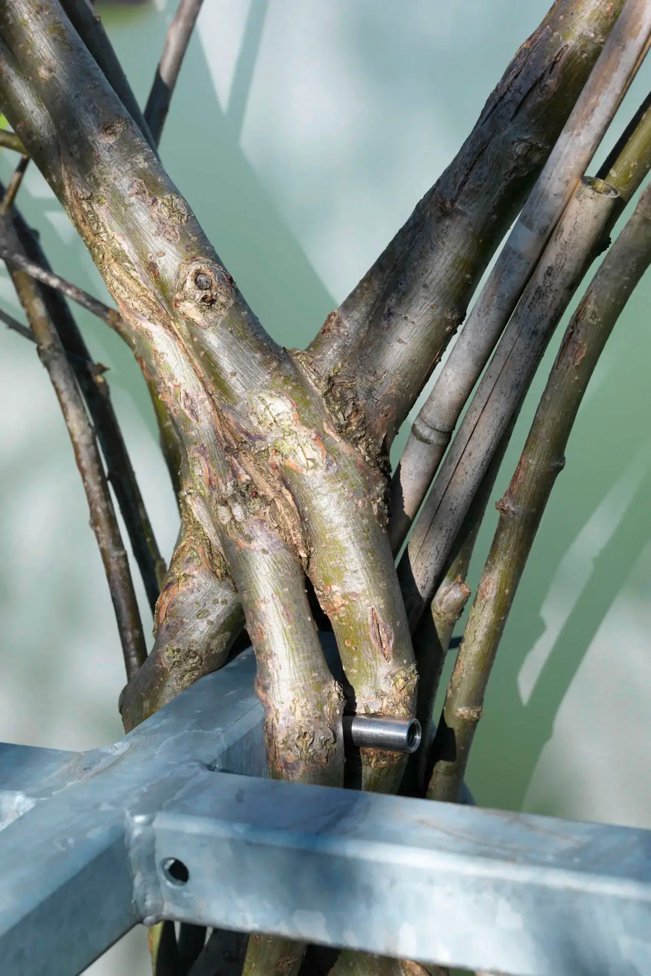Detail einer baubotanischen Verwachsung