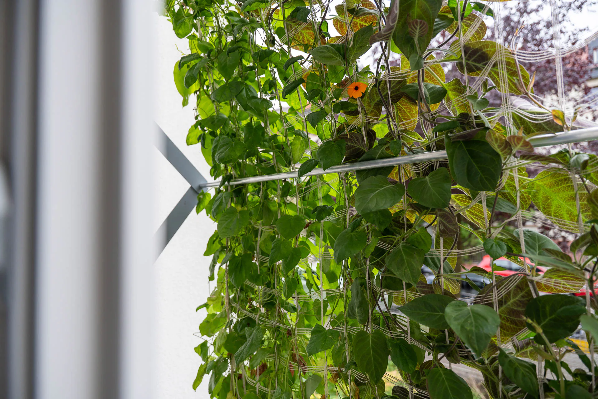 Im Frühling 2026 sollen möglichst viele Anwohnerinnen und Anwohner 3 m² große Pflanzenflächen installieren, um ein Frankfurter Modellquartier in eine grüne Oase zu verwandeln.