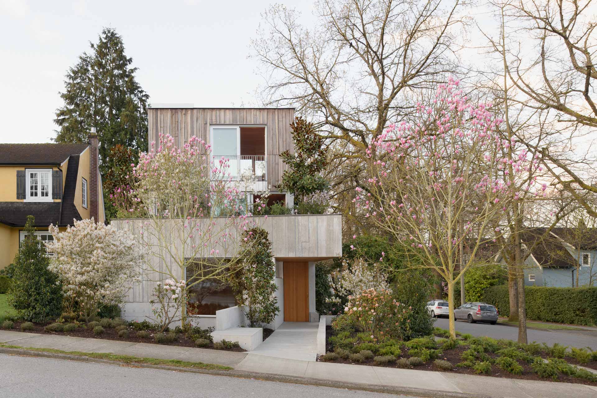 Magnolien blühen vor der hybriden Konstruktion aus Beton und Holz, sowie auf dem Dachgarten.